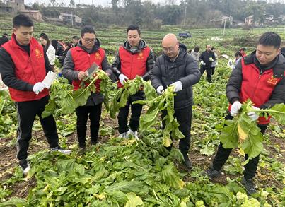 党建引领：金沙8888js药包党支部起劲加入“万名自愿者助农收砍青菜头”活动